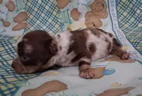 Sprinkles , a female Chihuahua for sale in Winnsboro, TX – Photo 6 of 9