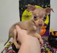 Bean TEACUP to TOY SIZE!, a male Chihuahua for sale in Winnsboro, TX – 2 of 10
