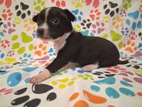 Tux SMALL!, a male Chihuahua for sale in Winnsboro, TX – 8 of 10