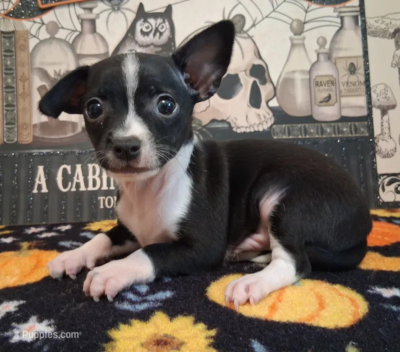 Tuxedo SMALL! – Chihuahua puppy for sale in Winnsboro, TX