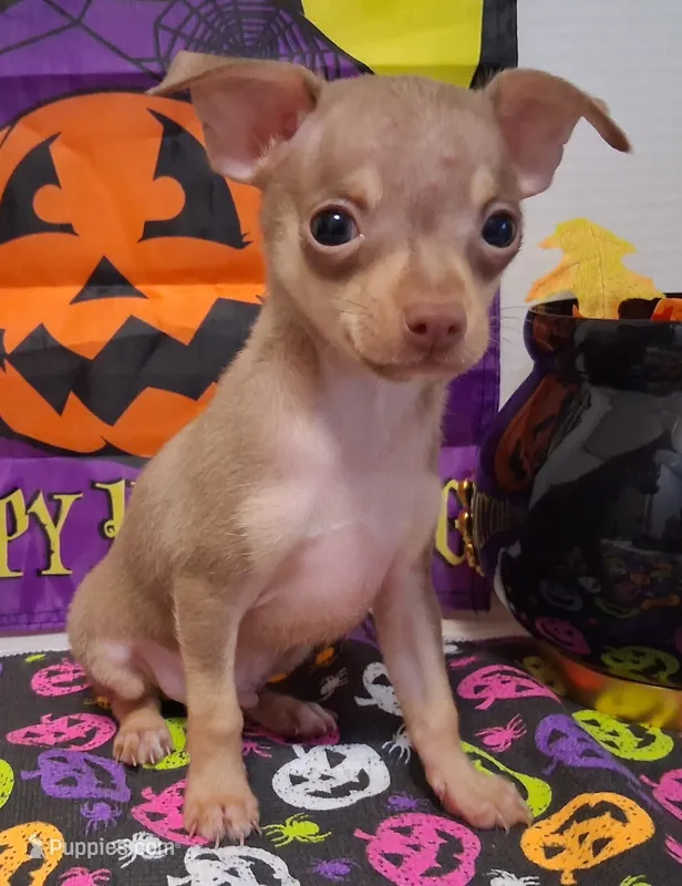 Bean SMALL! – Chihuahua puppy for sale in Winnsboro, TX