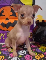 Bean TEACUP to TOY SIZE!, a male Chihuahua for sale in Winnsboro, TX – 1 of 10