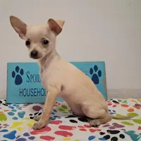 Fabio, a male Chihuahua for sale in Winnsboro, TX – 7 of 10