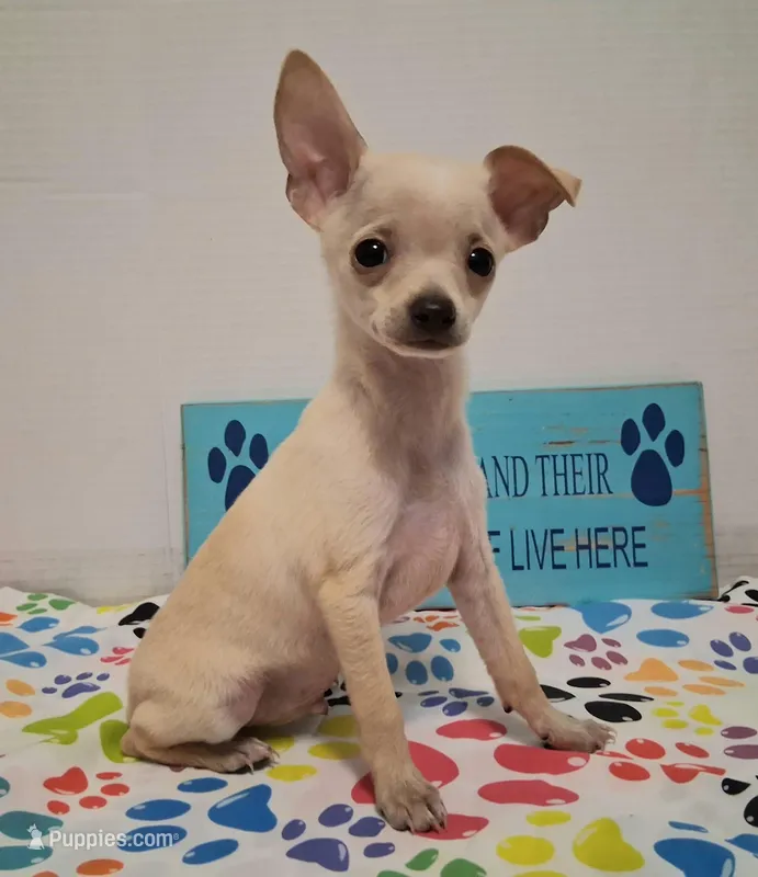 Fabio – Chihuahua puppy for sale in Winnsboro, TX