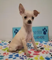Fabio, a male Chihuahua for sale in Winnsboro, TX – 1 of 10
