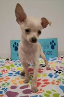 Fabio, a male Chihuahua for sale in Winnsboro, TX – 9 of 10