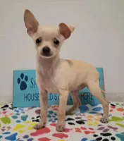 Fabio, a male Chihuahua for sale in Winnsboro, TX – 8 of 10