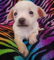 Fabio, a male Chihuahua for sale in Emory, TX – Photo 5 of 9