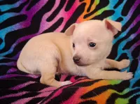 Fabio, a male Chihuahua for sale in Emory, TX – Photo 3 of 9