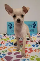 Fabio, a male Chihuahua for sale in Winnsboro, TX – 2 of 10