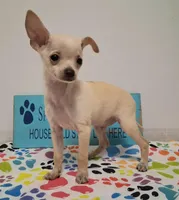 Fabio, a male Chihuahua for sale in Winnsboro, TX – 10 of 10