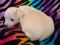 Fabio, a male Chihuahua for sale in Emory, TX – Photo 2 of 9