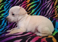 Fabio, a male Chihuahua for sale in Emory, TX – Photo 6 of 9