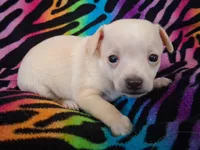 Fabio, a male Chihuahua for sale in Emory, TX – Photo 4 of 9