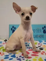 Fabio, a male Chihuahua for sale in Winnsboro, TX – 4 of 10