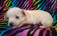 Fabio, a male Chihuahua for sale in Emory, TX – Photo 7 of 9