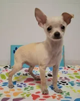Fabio, a male Chihuahua for sale in Winnsboro, TX – 5 of 10