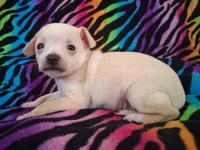 Fabio, a male Chihuahua for sale in Emory, TX – Photo 8 of 9