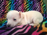 Fabio, a male Chihuahua for sale in Emory, TX – Photo 9 of 9