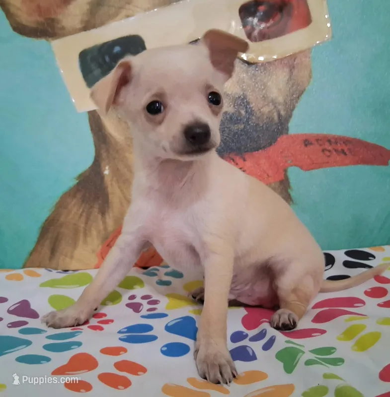 Fabio – Chihuahua puppy for sale in Winnsboro, TX