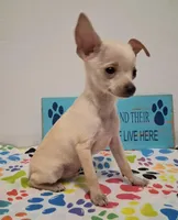Fabio, a male Chihuahua for sale in Winnsboro, TX – 3 of 10