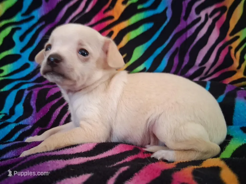 Fabio – Chihuahua puppy for sale in Emory, TX