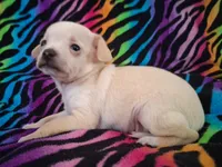 Fabio, a male Chihuahua for sale in Emory, TX – Photo 1 of 9