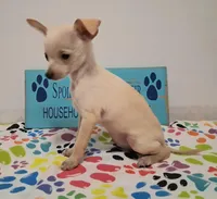 Fabio, a male Chihuahua for sale in Winnsboro, TX – 6 of 10