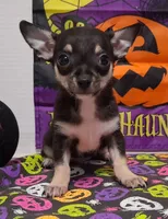 Mookie TOY SIZE!, a male Chihuahua for sale in Winnsboro, TX – 9 of 10