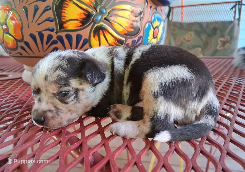 Cowboy SMALL MERLE! – Chihuahua puppy for sale in Winnsboro, TX