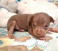 Bean, a male Chihuahua for sale in Winnsboro, TX – 7 of 10