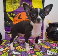 Tuxedo TOY SIZE!, a male Chihuahua for sale in Winnsboro, TX – 8 of 10