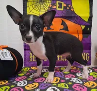 Tuxedo TOY SIZE!, a male Chihuahua for sale in Winnsboro, TX – 5 of 10