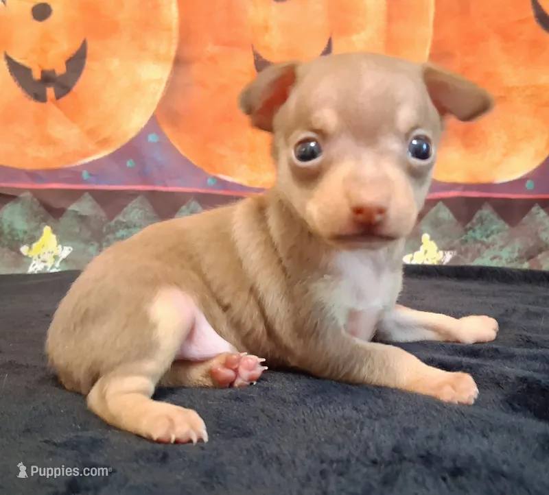 Bean SMALL! – Chihuahua puppy for sale in Winnsboro, TX