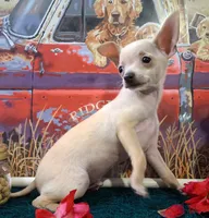 Fabio SMALL!, a male Chihuahua for sale in Winnsboro, TX – 9 of 10