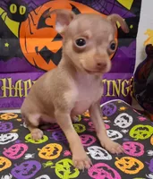 Bean TEACUP to TOY SIZE!, a male Chihuahua for sale in Winnsboro, TX – 5 of 10