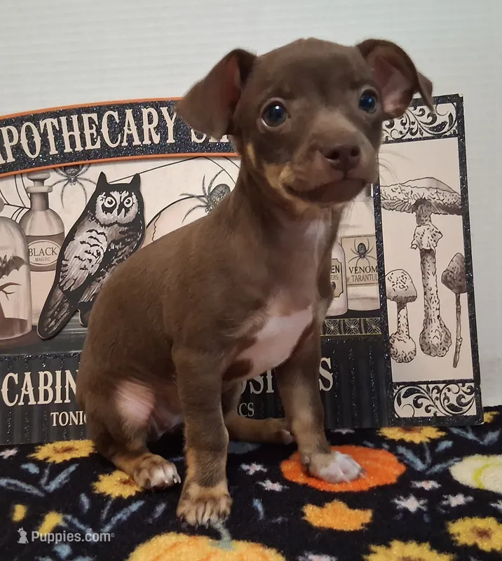 Coconut – Chihuahua puppy for sale in Winnsboro, TX