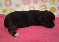 Donna, a female Chihuahua for sale in Winnsboro, TX – 8 of 10