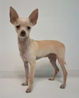Fabulous Fabio $100 Off Cash Pick Up!, a male Chihuahua for sale in Winnsboro, TX – 6 of 10