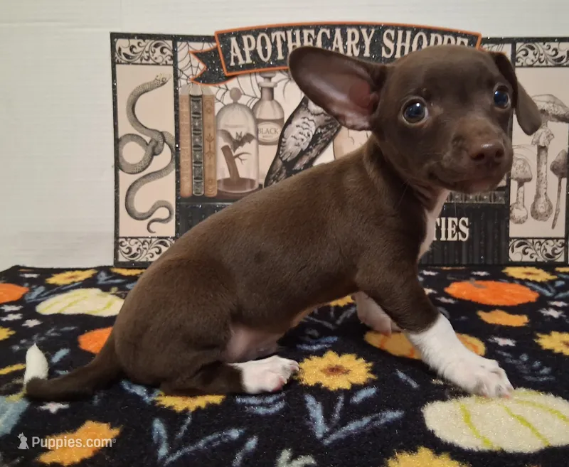 King – Chihuahua puppy for sale in Winnsboro, TX