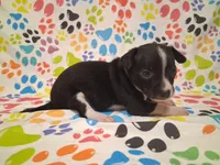 Tux SMALL!, a male Chihuahua for sale in Winnsboro, TX – 7 of 10