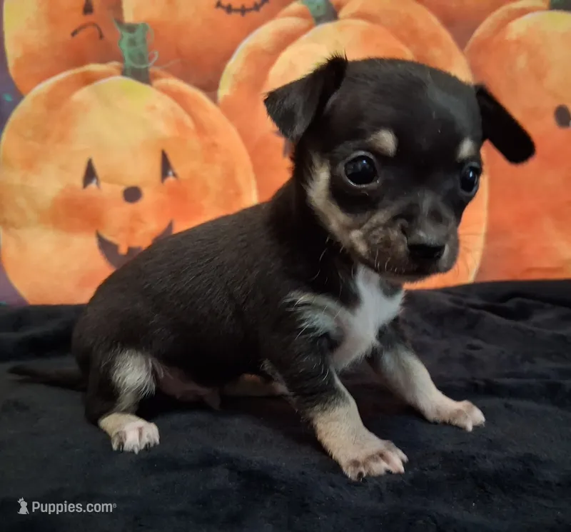 Mookie SMALL! – Chihuahua puppy for sale in Winnsboro, TX