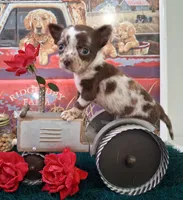 Sprinkles Small MERLE!, a female Chihuahua for sale in Winnsboro, TX – 5 of 10
