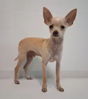 Fabulous Fabio $100 Off Cash Pick Up!, a male Chihuahua for sale in Winnsboro, TX – 8 of 10