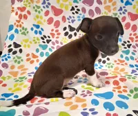 King, a male Chihuahua for sale in Winnsboro, TX – 8 of 9