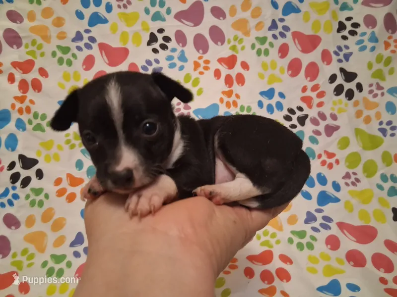 Tux SMALL! – Chihuahua puppy for sale in Winnsboro, TX