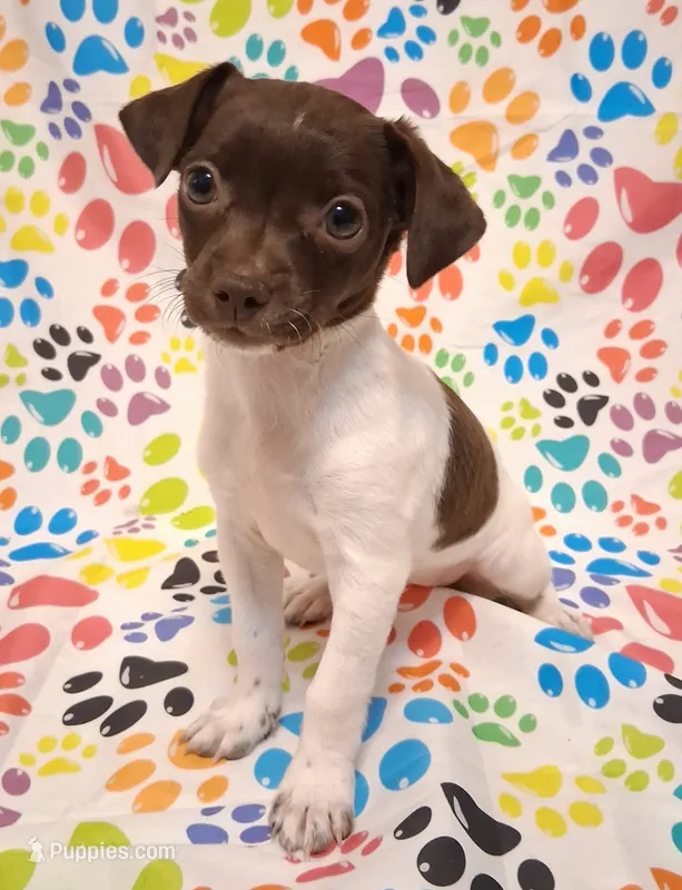 Snoopie – Chihuahua puppy for sale in Winnsboro, TX