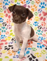 Snoopie, a female Chihuahua for sale in Winnsboro, TX – 1 of 9