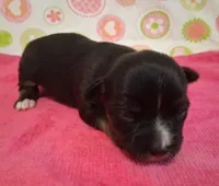 Donna, a female Chihuahua for sale in Winnsboro, TX – 1 of 10