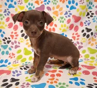 Coconut, a female Chihuahua for sale in Winnsboro, TX – 1 of 10